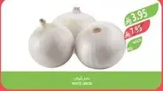 بصل ابيض