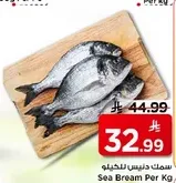 سمك دنييس للخليج