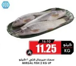 سمك ميرغال قتي 2 كيلو