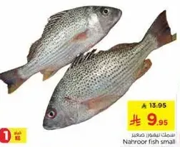 Nahroor fish small