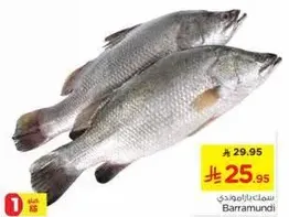 Barramundi fish