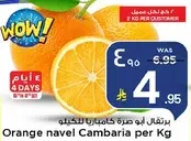 برتقال ابو صره كامبيريا للكيله