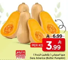 جيرا امريكي (يقطين البتر)