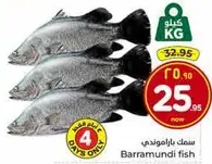 Barramundi fish