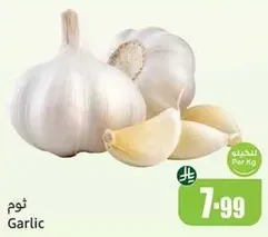 Garlic