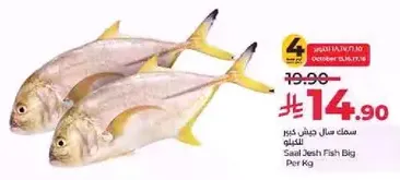 Saali Jesh Fish Big Per Kg