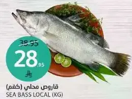 قاروص محلي (كغم)