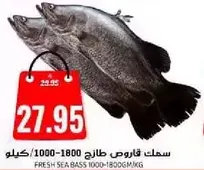 سمك قاروص طازج 1000-1800 جرام/كيلو