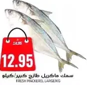 سمك ماكريل طازج كبير.