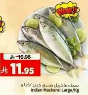 سمك مكرل هندي كبير/كغ