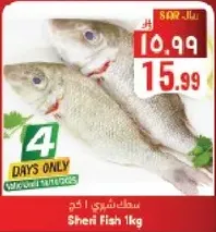 سمك شري 1 كجم