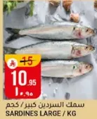 سمك السردين كبير / كجم