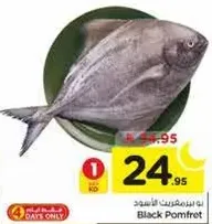 بومفريت الاسود