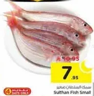 سمك السلطان صغير