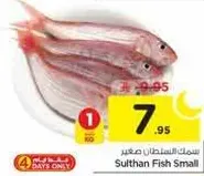 سمك السلطان صغير