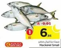 سمك مكرل صغير