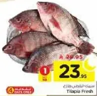 سمك البلطي الطازج.