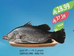 سمك بلطي طازج، متوفر بوزن 1 كجم.