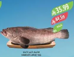 هامور كبير 1 كجم.