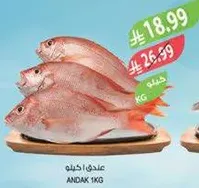 سمك طازج متاح للبيع.