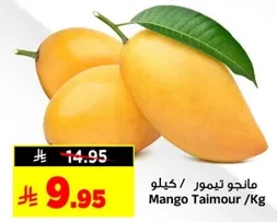 مانجو تيمور /كغ