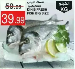 سمك دنييس حجم كبير