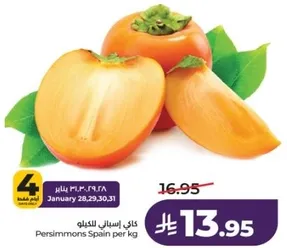 كاكي اسباني للكغ