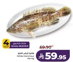 هامور ابيض للكيلو