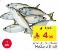 سمك ماكريل صغير