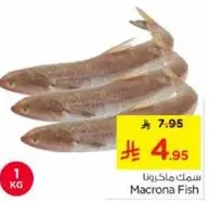 سمك ماكرونا