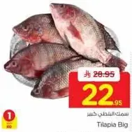 سمك البلطي الكبير.