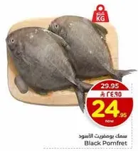 سمك بومفريت الاسود