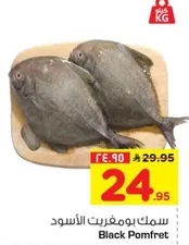 سمك بومفريت الاسود