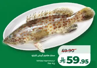 سمك هامور ابيض للتكيلو