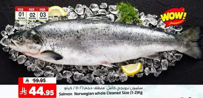 سلمون نرويجي كامل منظف حجم (1-2) كيلو