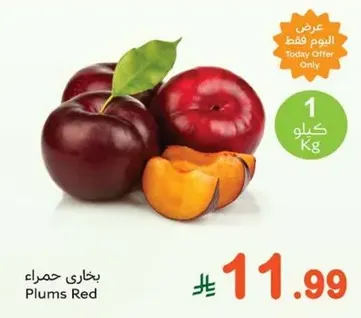 بخاري حمراء