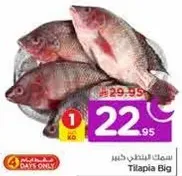 Big Tilapia Fish