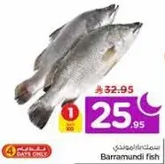 Barramundi fish