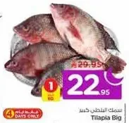 Big Tilapia fish.