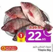 Big Tilapia Fish
