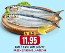 Fresh Sardine Large