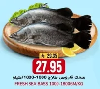 سمك فاروس طازج 1000-1800GM/KG