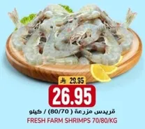 جمبري مزرعه طازجه 70/80 كيلو.