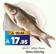 سمك روهو / كيلوا