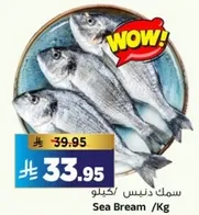 سمك دنيس /كيلو