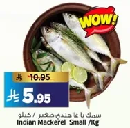 سمك با غا هندي صغير / كيلو