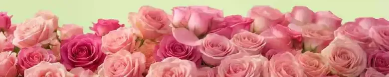 A beautiful arrangement of pink roses, perfect for decoration or gifting.