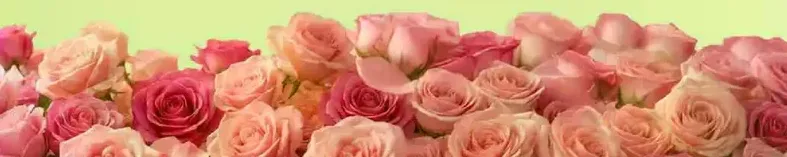 A beautiful arrangement of pink roses, perfect for any occasion.