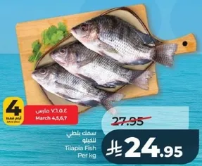 سمك بلطي الكيلو