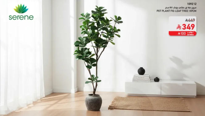 نبات فيك ليف شجره 180 سم
